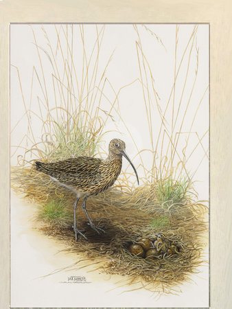Image of Curlew, Eggs and Chick, Tregoss Moor, nr. Roche, Cornwall